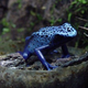 Image for article titled Meet the Deadliest Venomous Animals in the World